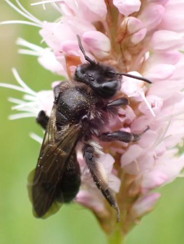 Andrena nigrospina